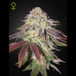 GHSSGA03 - GREEN HOUSE SEED CO. - SUGARLATO AUTO FEM | 3 SAMEN