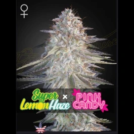 GHSSLHPC03F - GREEN HOUSE SEED CO. - SUPER LEMON HAZE X PINK CANDY FEM | 3 SAMEN