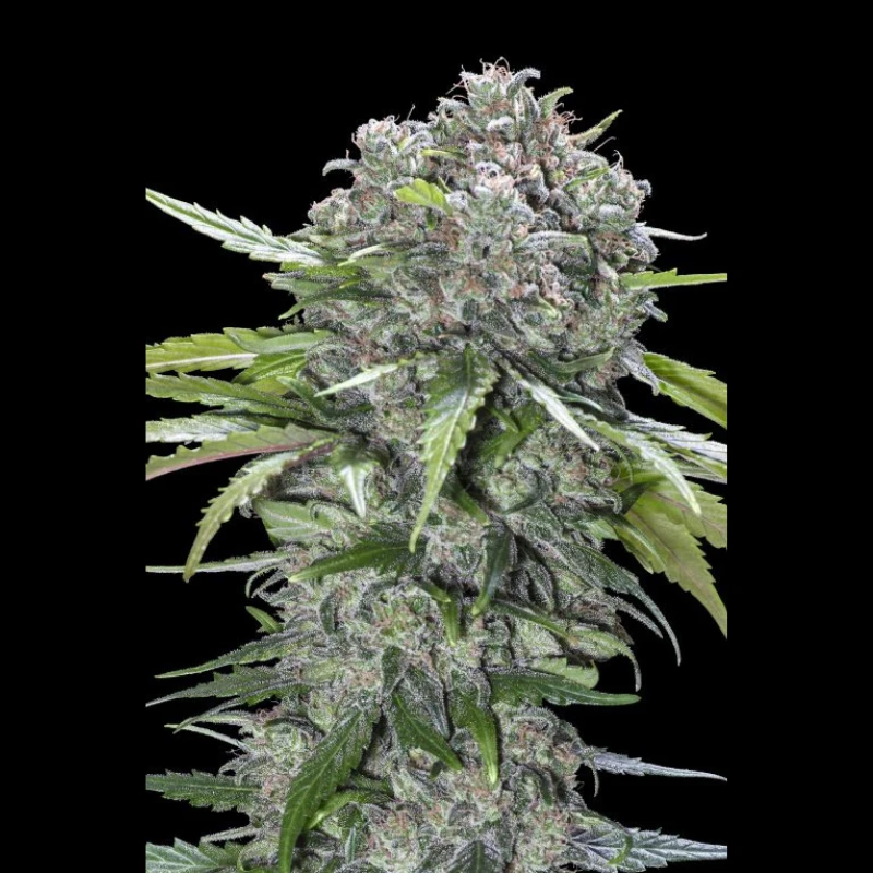 ADVSSBB0003 - ADVANCED SEEDS - SAN BACIO BURGER FEM | 3 SAMEN