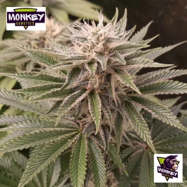 MNKGFMF0003 - GENETICS - FUNKY MONKEY SOUR FEM | 3 SAMEN