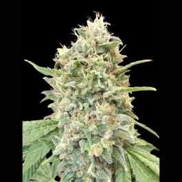 ADVSSB0003 - ADVANCED SEEDS - STRAWBERRY BANANA FEM | 3 SAMEN