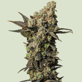 RQSF1FEM001075 - ROYAL QUEEN SEEDS - ASTRO LEMONADE F1 FEM | 1 SAMEN