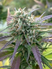 SCOB0050 - SATIVA CREATION - ORANGE BUDDHA (CBD) | 50 Samen