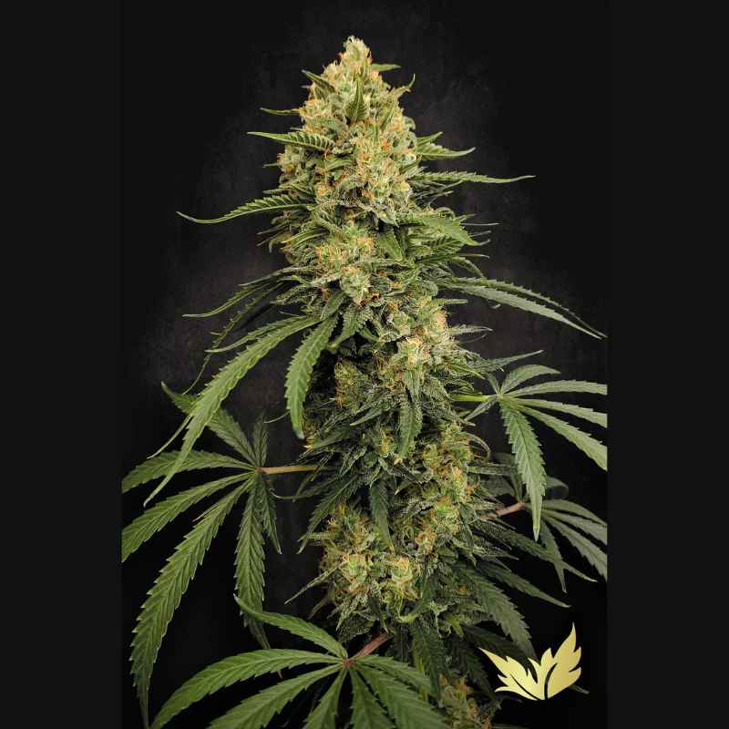 PS0587 - PARADISE SEEDS - ZESTY BLISS FEM | 3 SAMEN