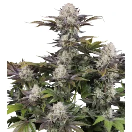 FBS003F9065 - FAST BUDS - FROSTBANGER AUTO F4 FEM | 3 (+1) SAMEN