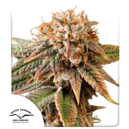 DP15512 - DUTCH PASSION - AUTO KINGSTON PUNCH FEM | 1 SAMEN