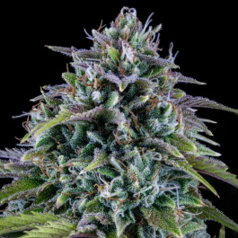 MPHG24C0003A - MEPHISTO GENETICS - 24 CARAT AUTO FEM | 3+2 SAMEN