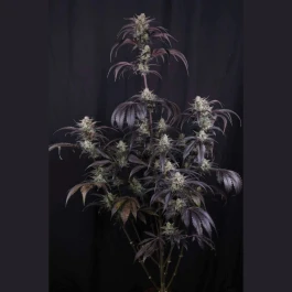 FBS001F42073 - FAST BUDS - STRAWBERRY GORILLA AUTO RF3 FEM | 1 SAMEN
