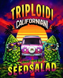 SEX0936100 - SEEDSALAD - MINTZ CAKE CALIFORNIAN TRIPLOIDS FEM | 100 SAMEN