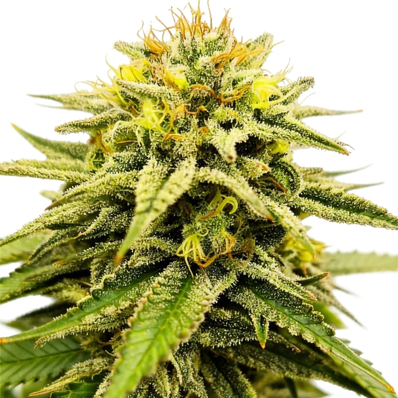 GRTFONE008-005 - GRATEFUL SEEDS - FROSTED SUNSETZ FEM (ONE SHOT EDITION) | 5 SEEDS