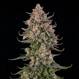 SILSTK005AF - SILENT SEEDS - TRIANGLE KUSH AUTO FEM | 5 SAMEN