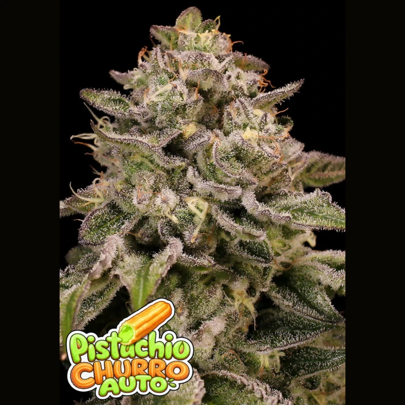 ANSPCAF0003 - ANESIA SEEDS - PISTACHIO CHURRO AUTO FEM | 3 SAMEN