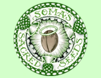 SSO03F9007 - SOMA SEEDS - NYC DIESEL FEM | 3 SAMEN
