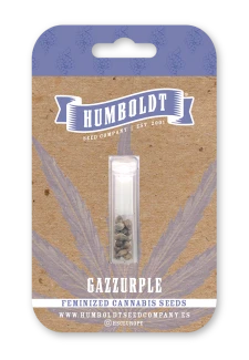 HUMBOLDT SEEDS COMPANY - GAZZURPLE FEM | 10 SEEDS