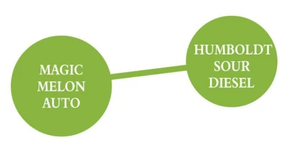 HUMBOLDT SEEDS COMPANY - SOUR APPLE AUTO | 5 SEEDS