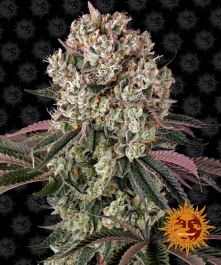 BF2004001 - BARNEY'S FARM - GLOOKIES FEM | 1 SEED
