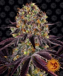 BF2005905 - BARNEY'S FARM - RUNTZ x LAYER CAKE FEM | 5 SEEDS