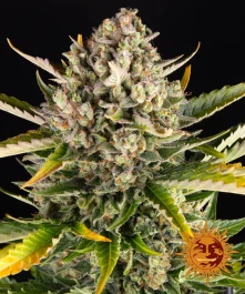 BF1002401 - BARNEY'S FARM - STRAWBERRY CHEESECAKE AUTO FEM | 1 SEED