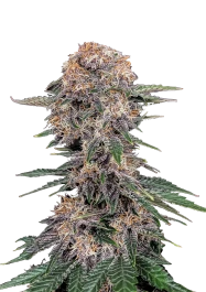 FBS25F9054 - FAST BUDS - CHERRY COLA AUTO FEM | 25 SEEDS