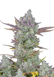 FBS10F0132 - FAST BUDS - GORILLA COOKIES AUTO FEM | 10 SEEDS