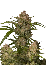 FB54050 - FAST BUDS - GUAVA AUTO FEM | 50 SEEDS