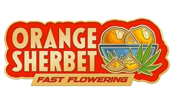 FBFFNA30003 - FAST BUDS - ORANGE SHERBET FAST FLOWERING FEM | 3 SEEDS