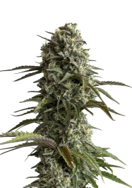 FBS01F9036 - FAST BUDS - ORIGINAL SKUNK AUTO | 1 SEED