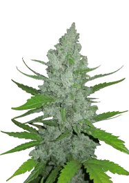 FBS01F9037 - FAST BUDS - ORIGINAL SOUR DIESEL AUTO | 1 SEED