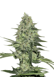 FBS05F9005 - FAST BUDS - RHINO RYDER AUTO | 5 SEEDS