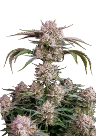 FBS25F9055 - FAST BUDS - STRAWBERRY GORILLA AUTO FEM | 25 SEEDS