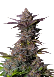 FBFFNA50003 - FAST BUDS - TROPICANA COOKIES FAST FLOWERING FEM | 3 SEEDS