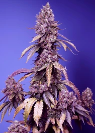 SWFVBM005 - SWEET SEEDS - BLACK MUFFIN F1 FAST VERSION® FEM (SWS111) | 5+2 SEEDS