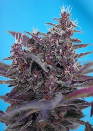 SWABC3 - SWEET SEEDS - BLACK CREAM AUTO® FEM (SWS37) | 3+1 SEEDS