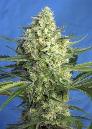 SWJ47XLA100 - SWEET SEEDS - JACK 47 XL AUTO® FEM (SWS78) | 100 SEEDS