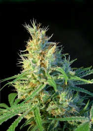 PS3 - SWEET SEEDS - PSYCHODELICIA® FEM (SWS07) | 3+1 SEEDS