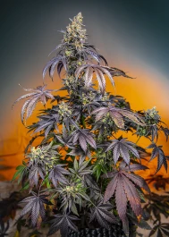SWRGGXLAP3 - SWEET SEEDS - RED GORILLA GIRL XL AUTO® FEM (SWS89) | 3+1 SEEDS