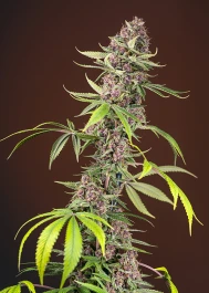 SWFVRM5 - SWEET SEEDS - RED MANDARINE F1 FAST VERSION® FEM (SWS52) | 5+2 SEEDS