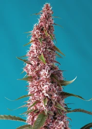 SWRPACP5 - SWEET SEEDS - RED PURE AUTO CBD® FEM (SWRPACP5) | 5+2 SEEDS