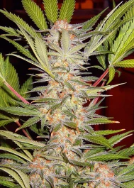 SA3 - SWEET SEEDS - S.A.D. SWEET AFGANI DELICIOUS S1® FEM (SWS02) | 3+1 SEEDS