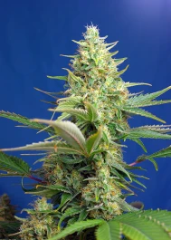 SWSPCPA3 - SWEET SEEDS - SWEET PURE AUTO CBD® FEM (SWS65) | 3+1 SEEDS