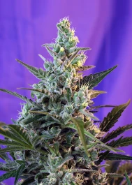 SWSKA3 - SWEET SEEDS - SWEET SKUNK AUTO® (SWS34) | 3+1 SEEDS