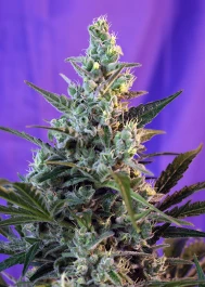 SWFVSS25 - SWEET SEEDS - SWEET SKUNK F1 FAST VERSION® FEM (SWS54) | 25 SEEDS