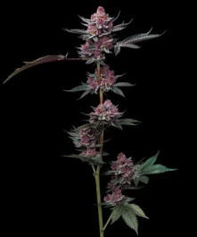 BF2007901 - BARNEY'S FARM - CHERRY POPPERS FEM | 1 SEED
