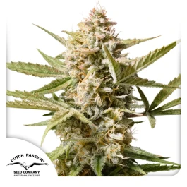 DP9372 - DUTCH PASSION - AUTO CINDERELLA JACK | 7 SEEDS