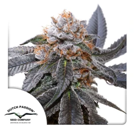 DP13952 - DUTCH PASSION - BLUE ZUSHI FEM | 5 SEEDS