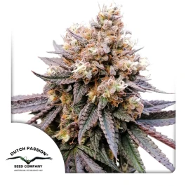 DP14052 - DUTCH PASSION - GMO FAST FEM | 5 SEEDS