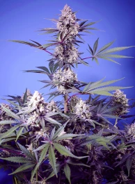 SWFVMRF1005 - SWEET SEEDS - MENTAL RAINBOW F1 FAST VERSION FEM (SWS118) | 5+2 SEEDS
