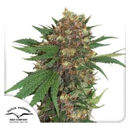 DP1902 - DUTCH PASSION - MASTER KUSH FEM | 10 SEEDS
