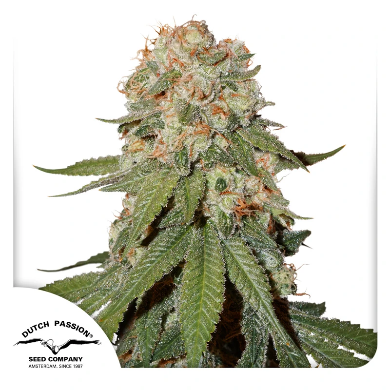 DP1501 - DUTCH PASSION - ORANGE BUD REG | 10 SEEDS