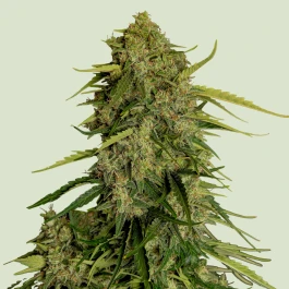RQSF!AUTAT001 - ROYAL QUEEN SEEDS - ATLAS F1 AUTOFLOWERING | 1 SEED